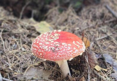 Rozhovor s mykologem: Svět hub je skrytá síť života Rozhovor s mykologem: Svět hub je skrytá síť života